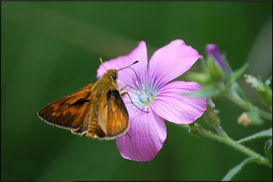 Thymelicus sylvestris? - No, Ochlodes sylvanus